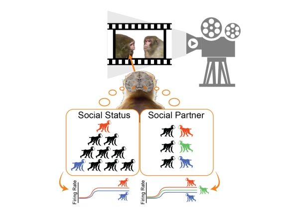 Graphical Abstract depicting monkeys observing other monkeys in a hierarchy. Colorful cartoon monkeys mark the different groups utilized in the paper.