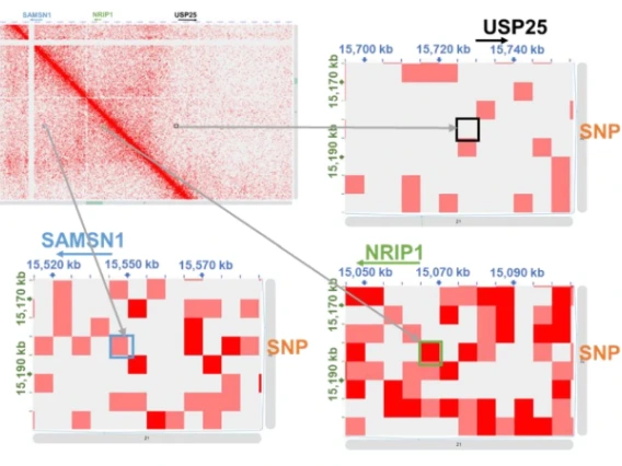 Fig. 5: BP-associated noncoding SNP rs1882961 interacts with NRIP1 promoter 119 kbp away and influences NRIP1 expression.