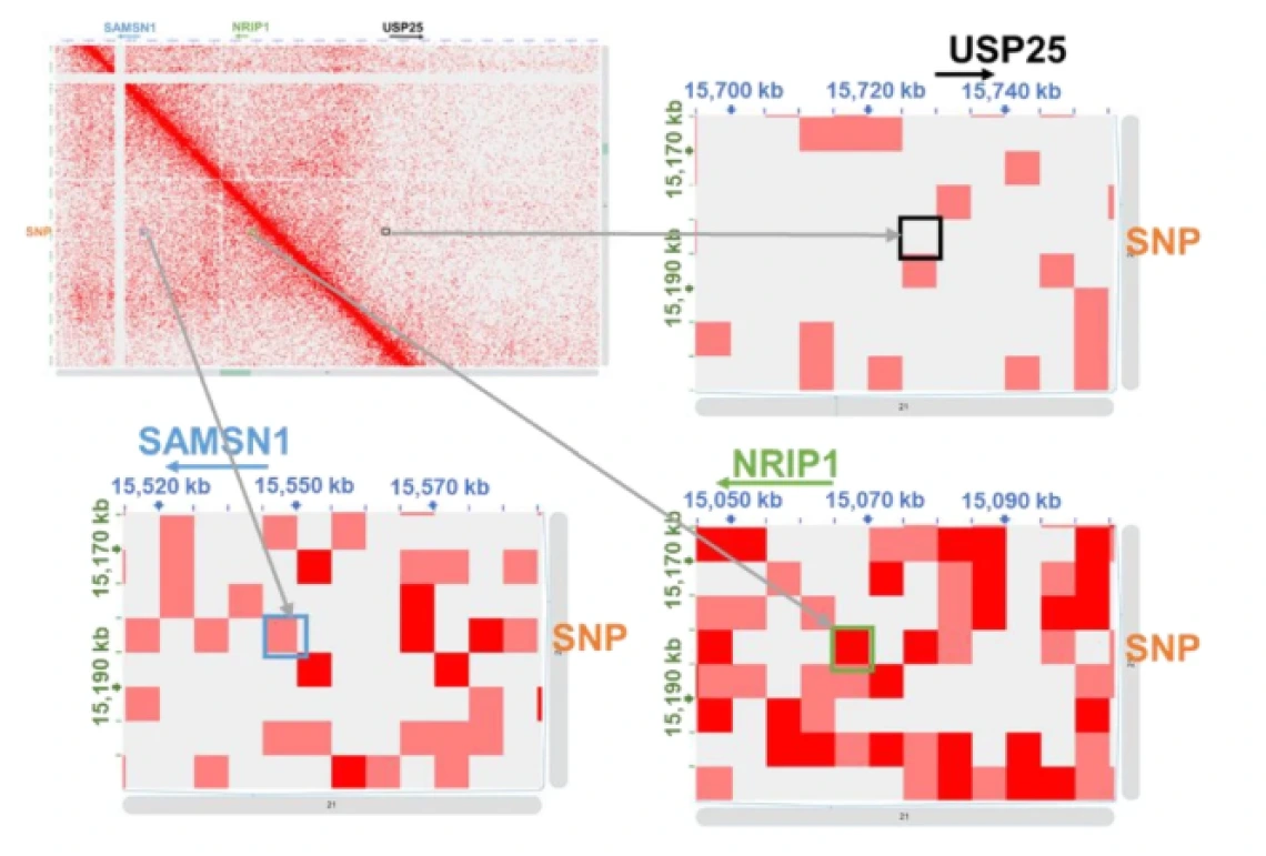 Fig. 5: BP-associated noncoding SNP rs1882961 interacts with NRIP1 promoter 119 kbp away and influences NRIP1 expression.