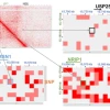 Fig. 5: BP-associated noncoding SNP rs1882961 interacts with NRIP1 promoter 119 kbp away and influences NRIP1 expression.